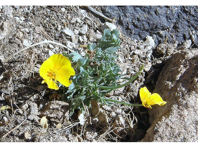 Eschscholzia californica ssp. mexicana (Mexican gold poppy) #78323