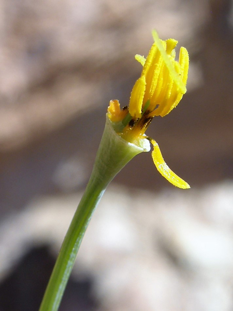 Eschscholzia californica ssp. mexicana (Mexican gold poppy) #78324
