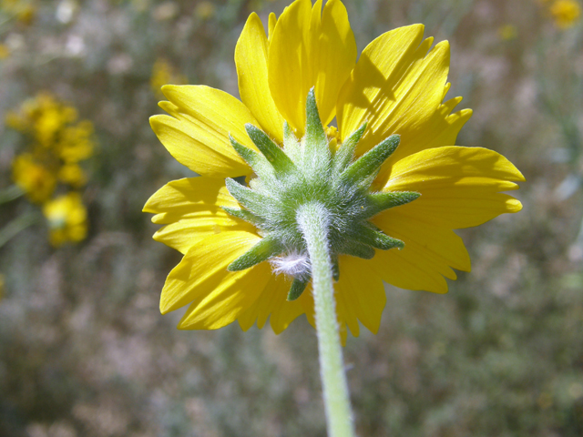 Verbesina encelioides (Cowpen daisy) #78340