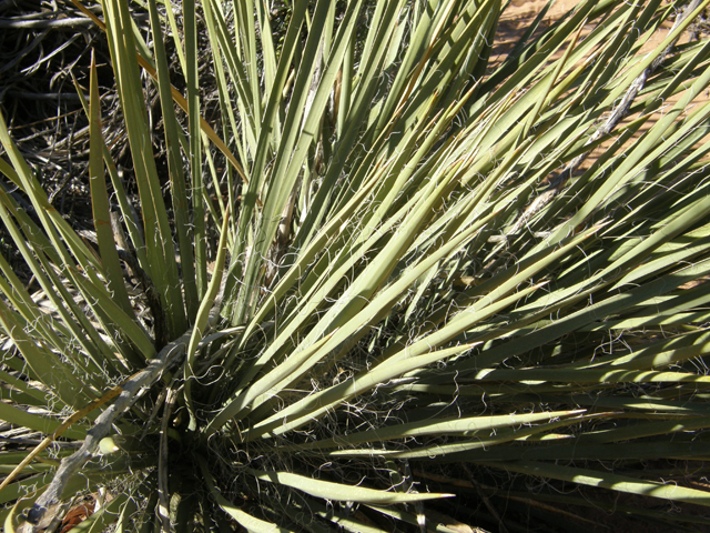 Yucca angustissima var. kanabensis (Kanab yucca) #78372
