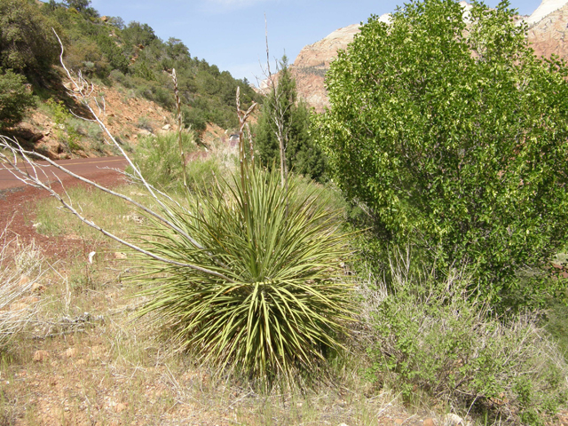 Yucca angustissima (Narrowleaf yucca) #78377