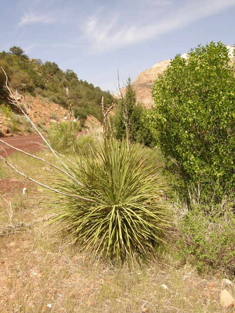Yucca angustissima (Narrowleaf yucca) #78378