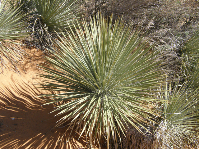 Yucca angustissima var. kanabensis (Kanab yucca) #78383