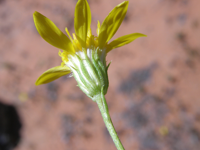 Ericameria linearifolia (Narrowleaf goldenbush) #78398