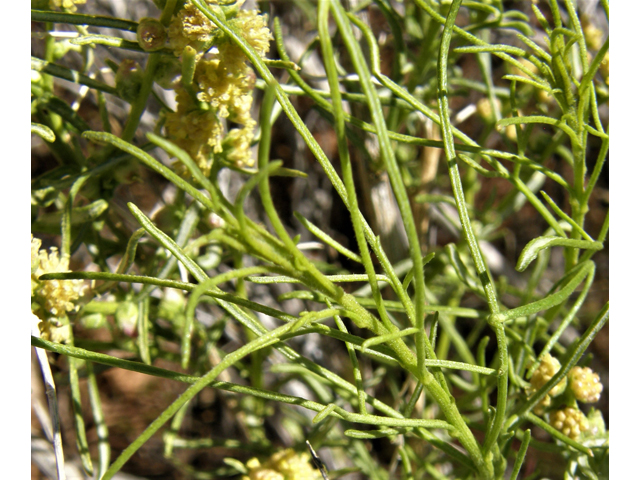 Hymenoclea salsola (Burrobrush) #78414