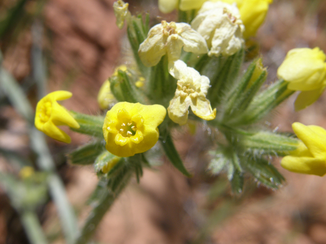 Cryptantha confertiflora (Basin yellow cryptantha) #78427