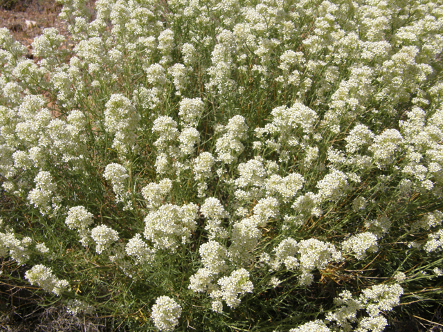 Lepidium fremontii (Desert pepperweed) #78445