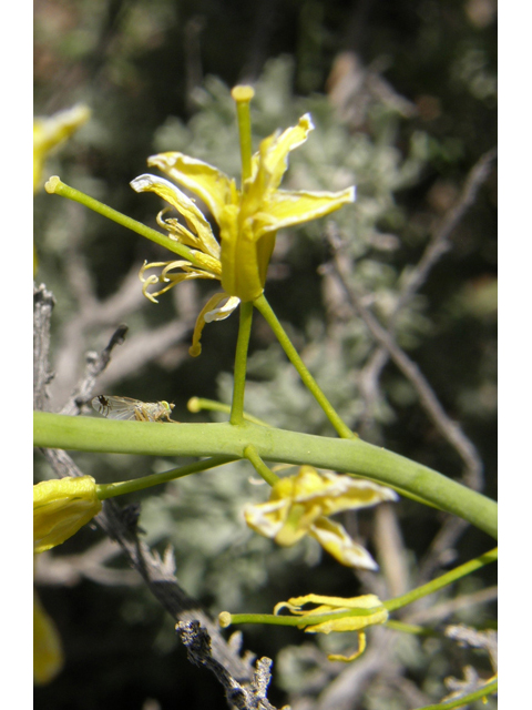 Schoenocrambe linifolia (Flaxleaf plainsmustard) #78461