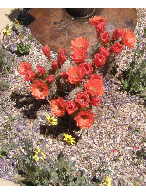 Echinocereus coccineus (Scarlet hedgehog cactus) #78470
