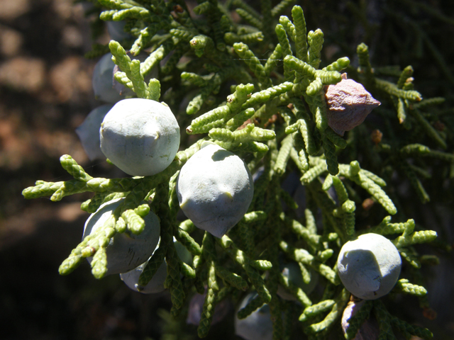 Juniperus osteosperma (Utah juniper) #78480