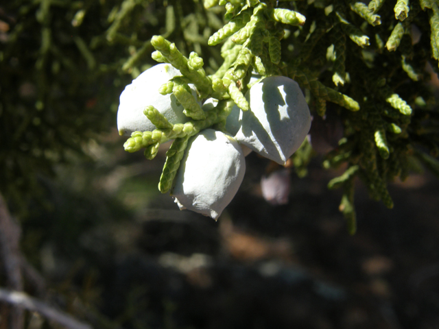 Juniperus osteosperma (Utah juniper) #78481
