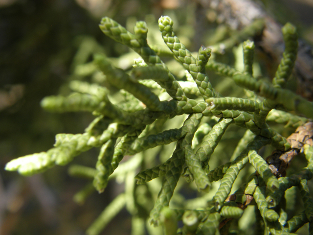 Juniperus osteosperma (Utah juniper) #78483