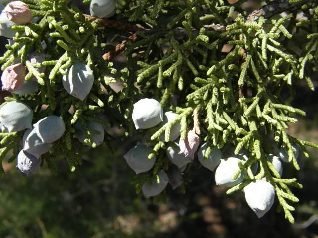 Juniperus osteosperma (Utah juniper) #78484