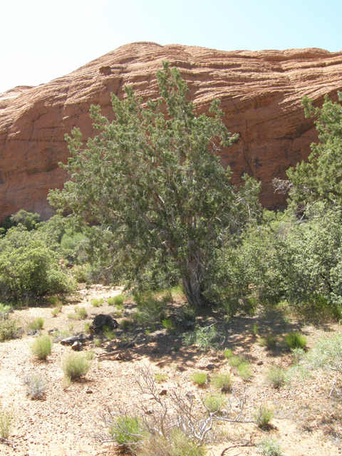 Juniperus osteosperma (Utah juniper) #78485