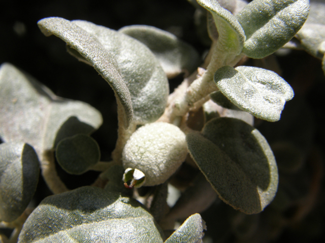 Shepherdia rotundifolia (Roundleaf buffaloberry) #78486