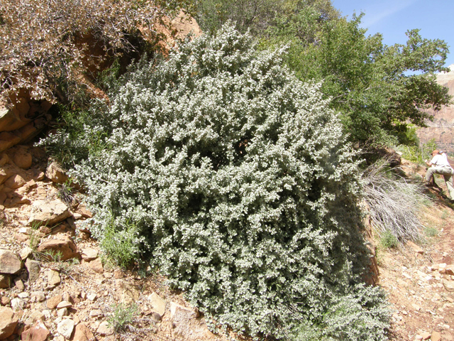 Shepherdia rotundifolia (Roundleaf buffaloberry) #78489