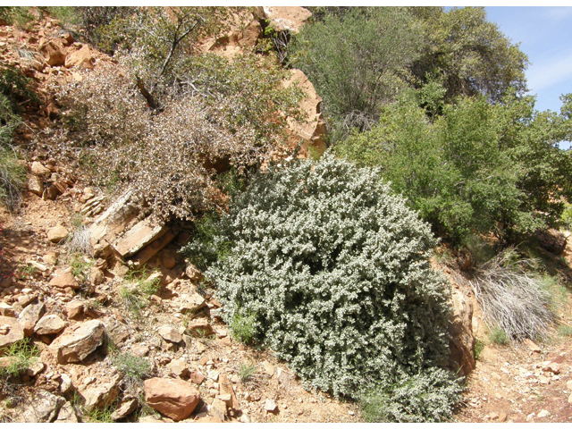 Shepherdia rotundifolia (Roundleaf buffaloberry) #78490