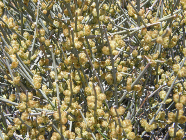 Ephedra viridis (Mormon tea) #78496