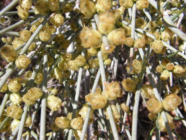 Ephedra viridis (Mormon tea) #78497