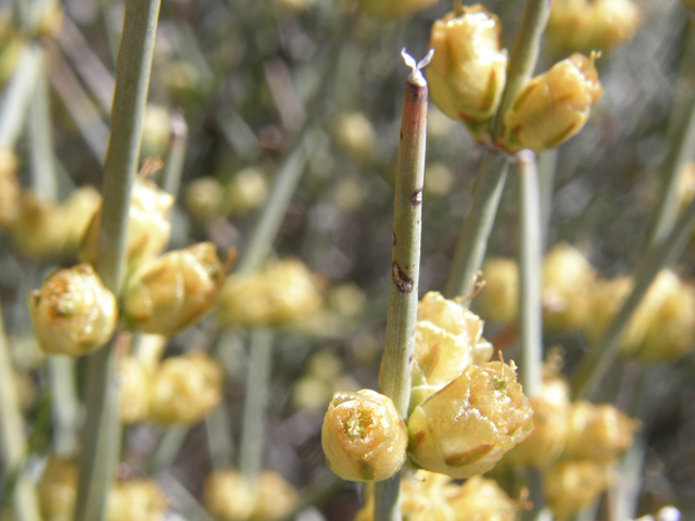 Ephedra viridis (Mormon tea) #78498