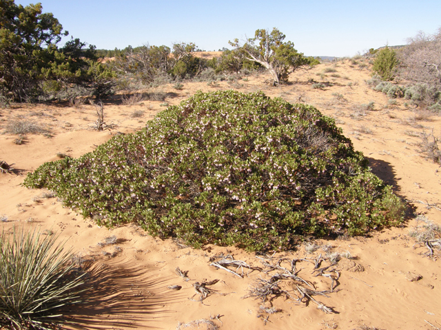 Arctostaphylos patula (Greenleaf manzanita) #78511