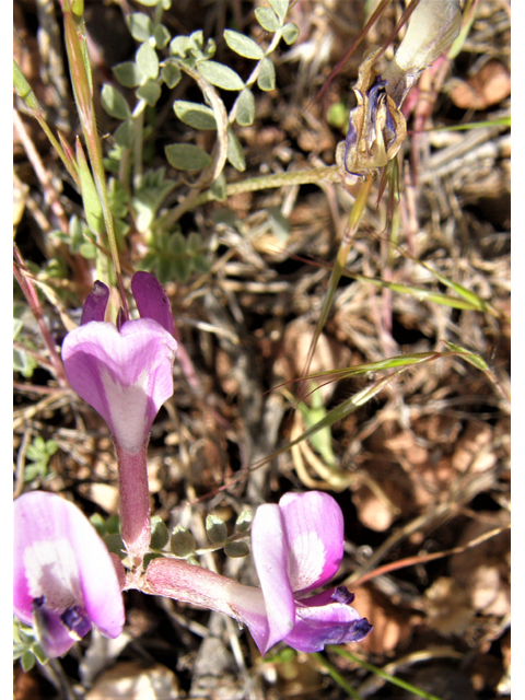 Astragalus amphioxys (Crescent milkvetch) #78520