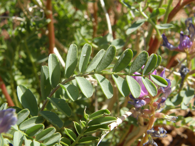 Astragalus lentiginosus (Freckled milkvetch) #78542