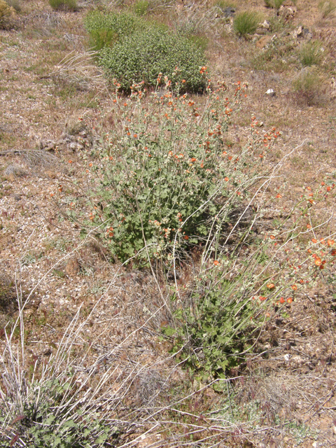 Sphaeralcea parvifolia (Smallflower globemallow) #78593