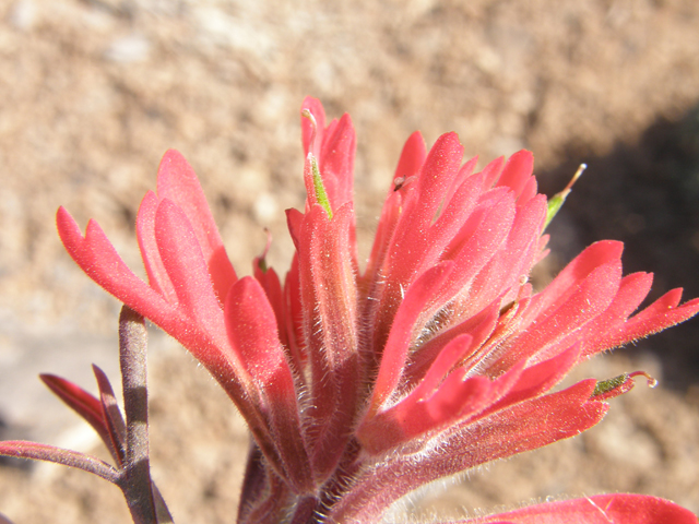 Castilleja angustifolia (Northwestern indian paintbrush) #78612