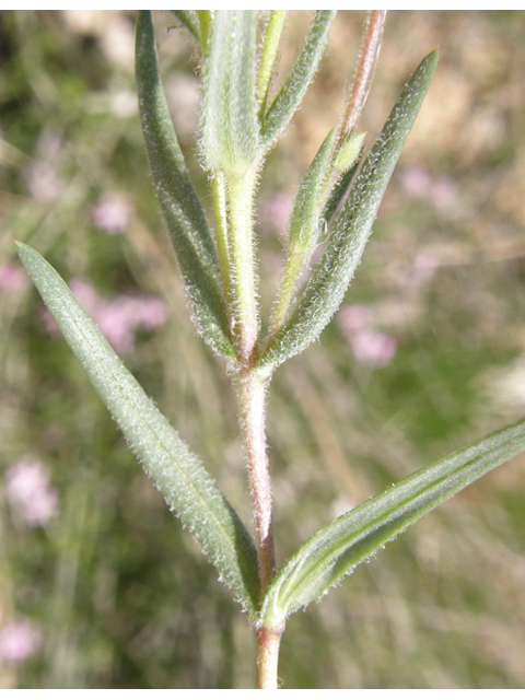 Phlox longifolia (Longleaf phlox) #78659