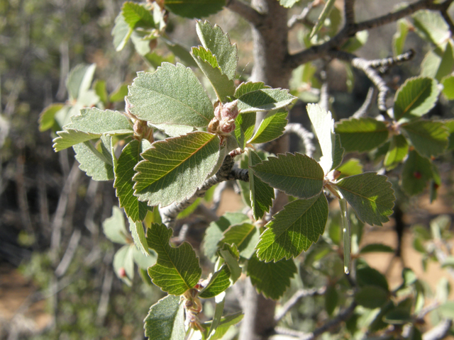 Amelanchier utahensis (Utah serviceberry) #78666