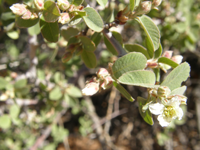 Amelanchier utahensis (Utah serviceberry) #78667