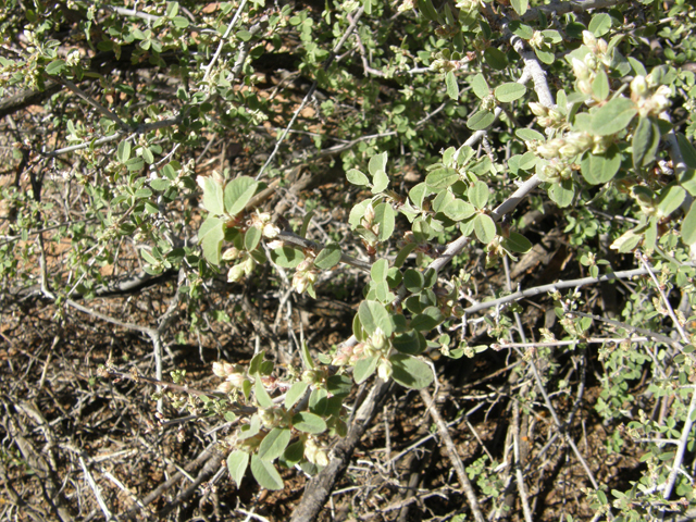 Amelanchier utahensis (Utah serviceberry) #78668