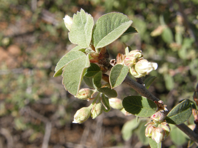 Amelanchier utahensis (Utah serviceberry) #78669