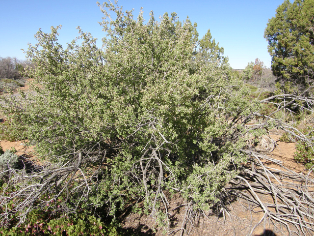 Amelanchier utahensis (Utah serviceberry) #78670