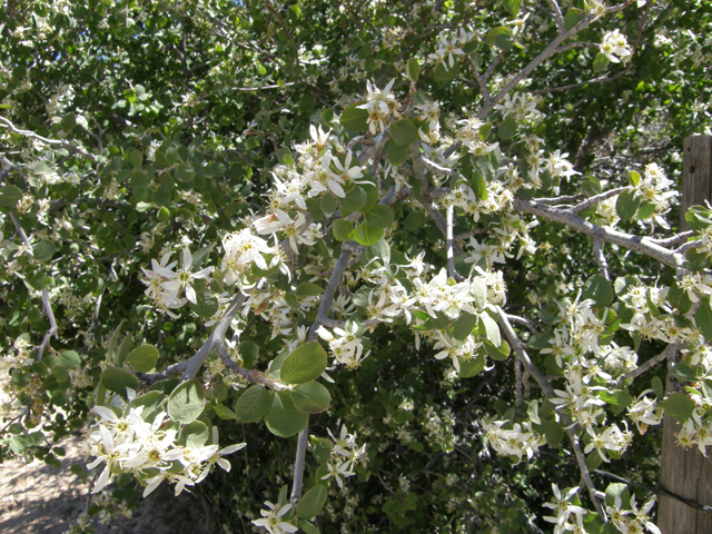 Amelanchier utahensis (Utah serviceberry) #78671