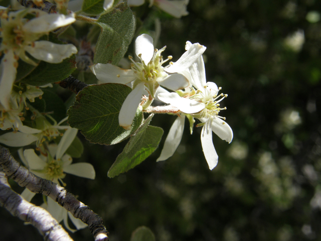 Amelanchier utahensis (Utah serviceberry) #78673