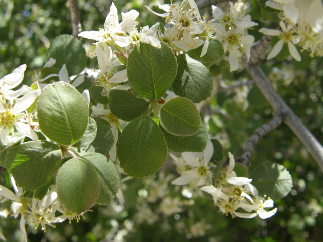 Amelanchier utahensis (Utah serviceberry) #78674
