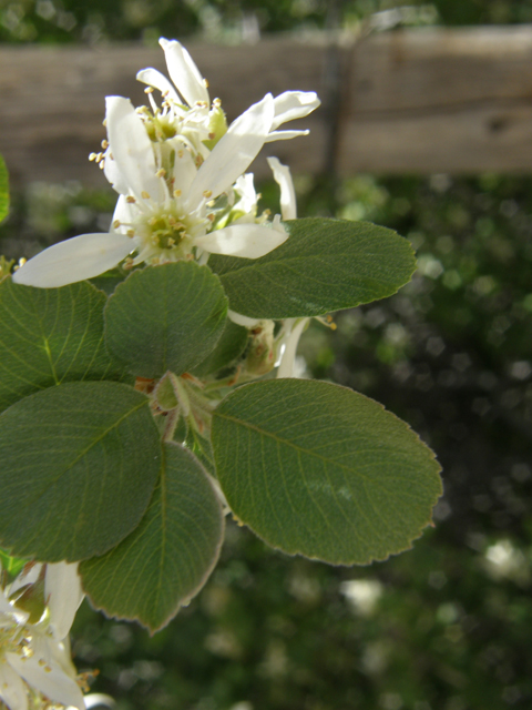 Amelanchier utahensis (Utah serviceberry) #78675