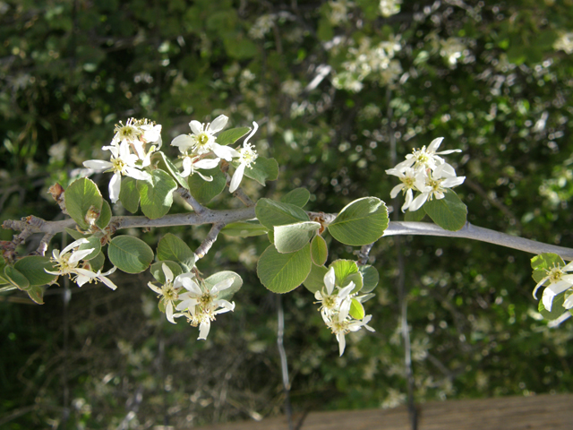 Amelanchier utahensis (Utah serviceberry) #78677