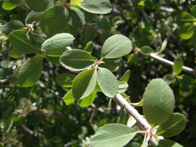 Amelanchier utahensis (Utah serviceberry) #78678