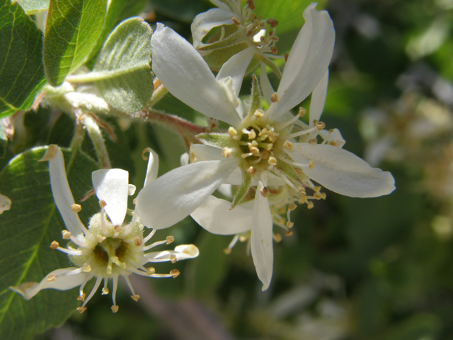 Amelanchier utahensis (Utah serviceberry) #78680