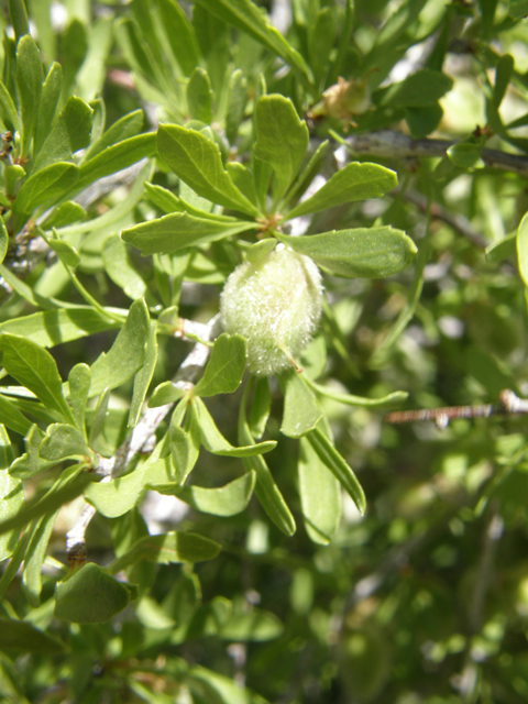 Prunus fasciculata (Desert almond) #78692