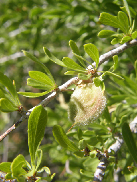 Prunus fasciculata (Desert almond) #78693