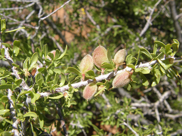 Prunus fasciculata (Desert almond) #78695