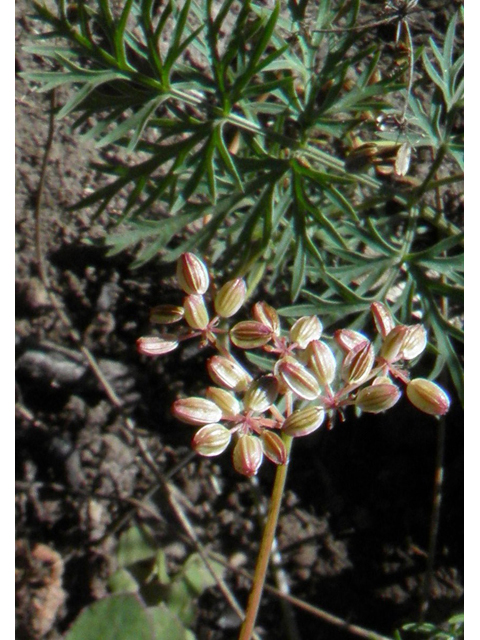 Pseudocymopterus montanus (Alpine false springparsley) #78704