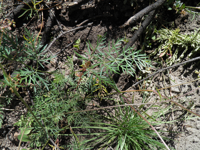 Pseudocymopterus montanus (Alpine false springparsley) #78705