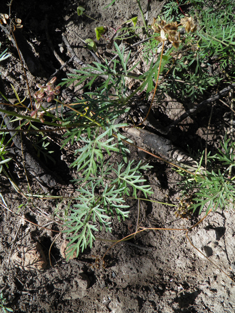 Pseudocymopterus montanus (Alpine false springparsley) #78707