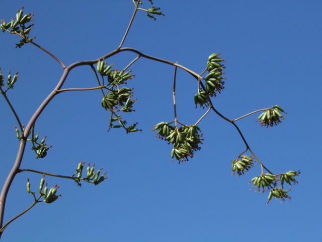 Agave palmeri (Palmer's century plant) #78714