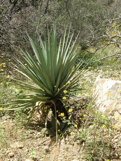 Yucca madrensis (Mountain yucca) #78721